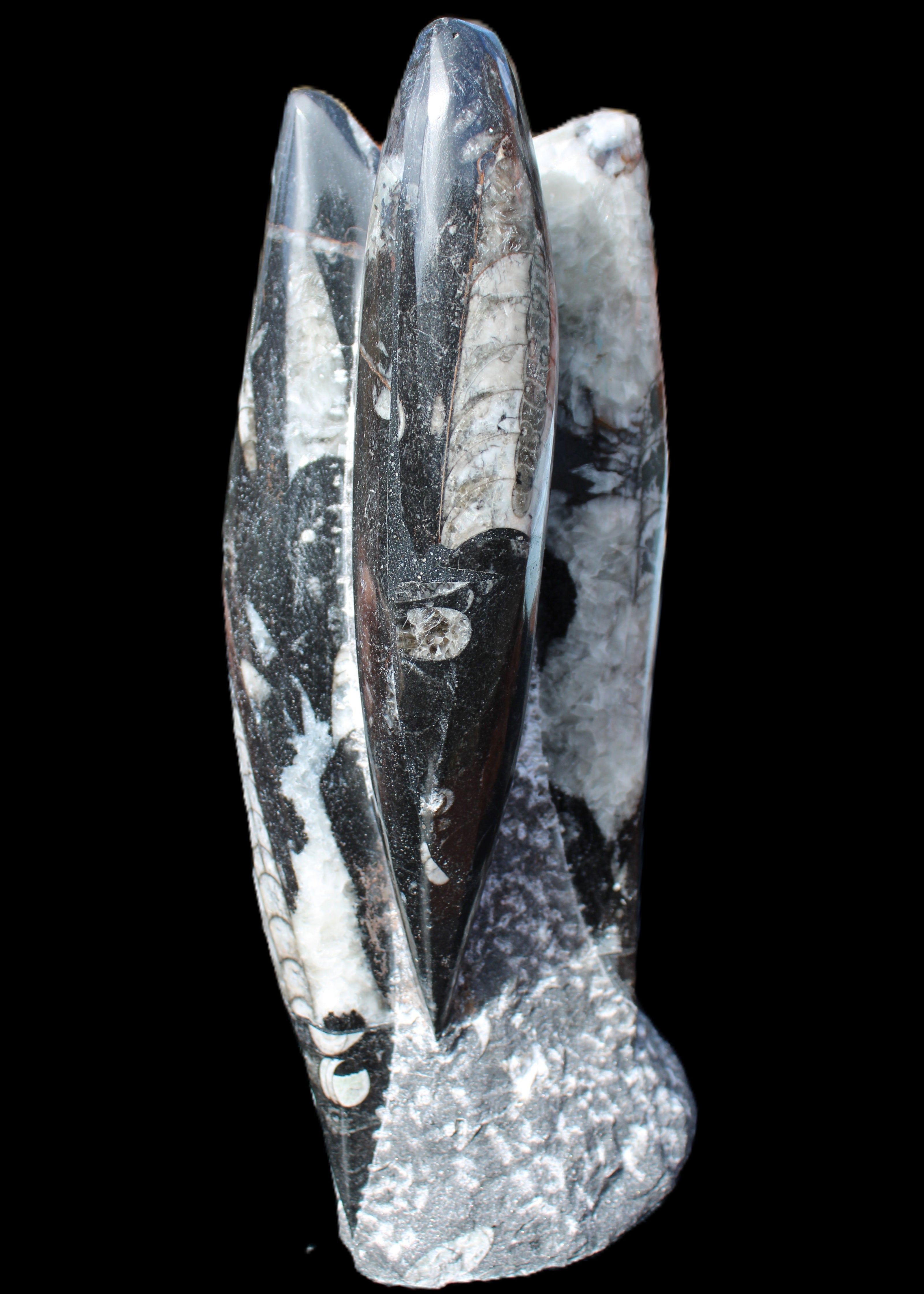 Orthoceras sculpture tower from Morocco 229*80mm 2313g in sunlight - Rocks and Things Store