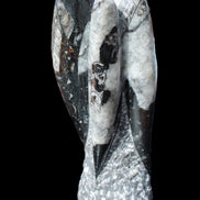 Orthoceras sculpture tower from Morocco 229*80mm 2313g in sunlight - Rocks and Things Store