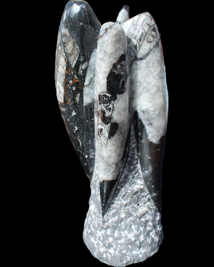 Orthoceras sculpture tower from Morocco 229*80mm 2313g in sunlight - Rocks and Things Store