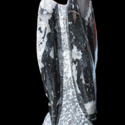 Orthoceras sculpture tower from Morocco 229*80mm 2313g in sunlight - Rocks and Things Store