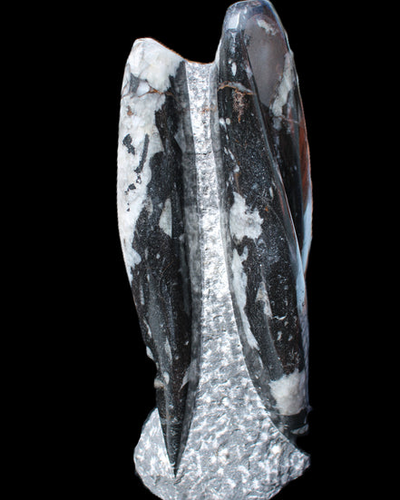 Orthoceras sculpture tower from Morocco 229*80mm 2313g in sunlight - Rocks and Things Store