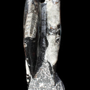 Orthoceras sculpture tower from Morocco 229*80mm 2313g in sunlight - Rocks and Things Store