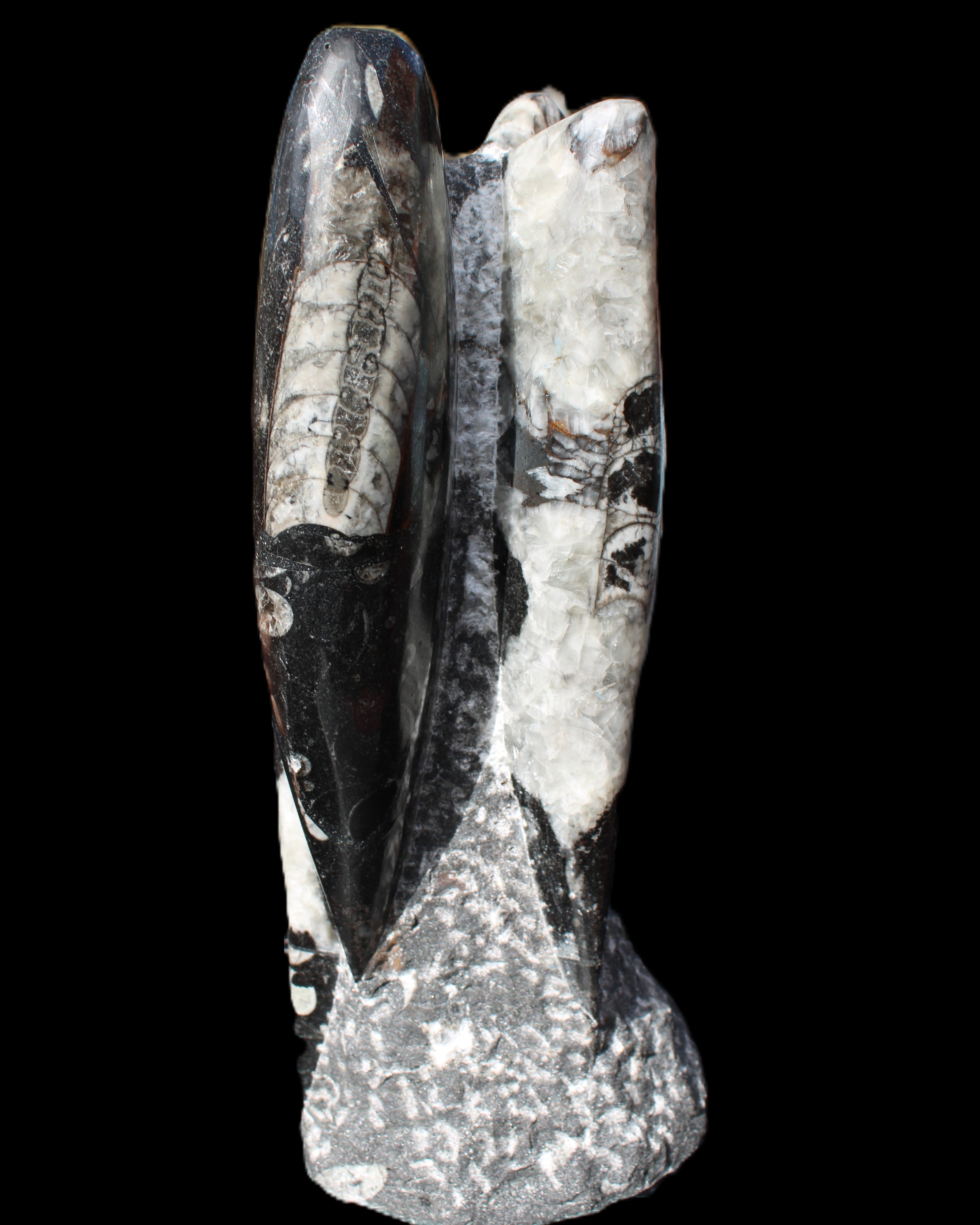 Orthoceras sculpture tower from Morocco 229*80mm 2313g in sunlight - Rocks and Things Store