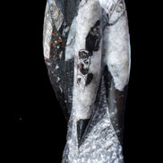 Orthoceras sculpture tower from Morocco 229*80mm 2313g in sunlight - Rocks and Things Store