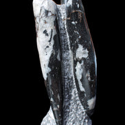 Orthoceras sculpture tower from Morocco 229*80mm 2313g in sunlight - Rocks and Things Store