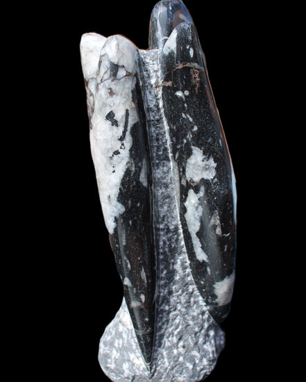 Orthoceras sculpture tower from Morocco 229*80mm 2313g in sunlight - Rocks and Things Store