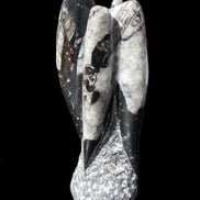 Orthoceras sculpture tower from Morocco 229*80mm 2313g in sunlight - Rocks and Things Store