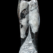 Orthoceras sculpture tower from Morocco 229*80mm 2313g in sunlight - Rocks and Things Store