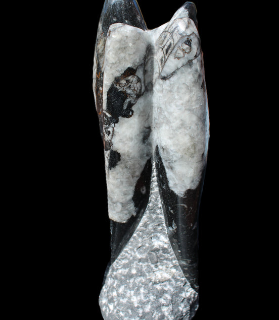 Orthoceras sculpture tower from Morocco 229*80mm 2313g in sunlight - Rocks and Things Store