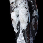 Orthoceras sculpture tower from Morocco 229*80mm 2313g in sunlight - Rocks and Things Store