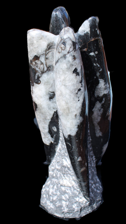 Orthoceras sculpture tower from Morocco 229*80mm 2313g in sunlight - Rocks and Things Store