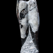 Orthoceras sculpture tower from Morocco 229*80mm 2313g in sunlight - Rocks and Things Store