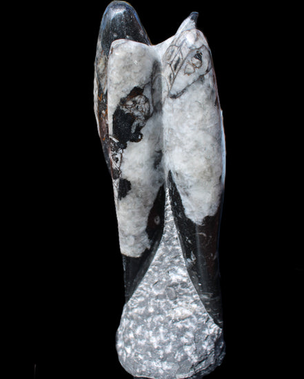 Orthoceras sculpture tower from Morocco 229*80mm 2313g in sunlight - Rocks and Things Store