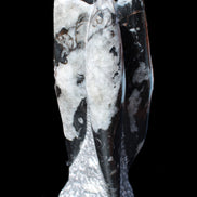 Orthoceras sculpture tower from Morocco 229*80mm 2313g in sunlight - Rocks and Things Store