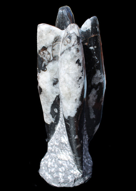 Orthoceras sculpture tower from Morocco 229*80mm 2313g in sunlight - Rocks and Things Store