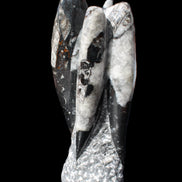 Orthoceras sculpture tower from Morocco 229*80mm 2313g in sunlight - Rocks and Things Store