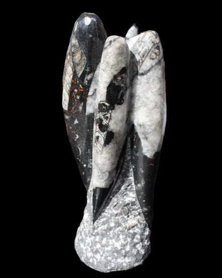Orthoceras sculpture tower from Morocco 229*80mm 2313g in sunlight - Rocks and Things Store