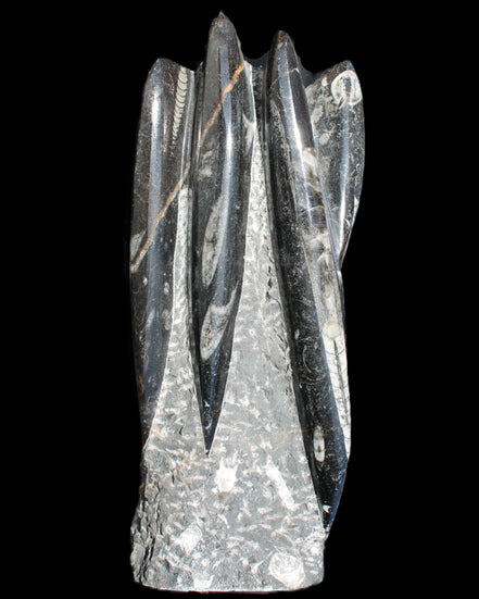 Orthoceras sculpture tower from Morocco 213*80mm 1397g in sunlight - Rocks and Things Store