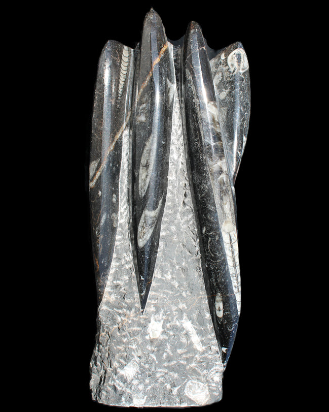 Orthoceras sculpture tower from Morocco 213*80mm 1397g in sunlight - Rocks and Things Store