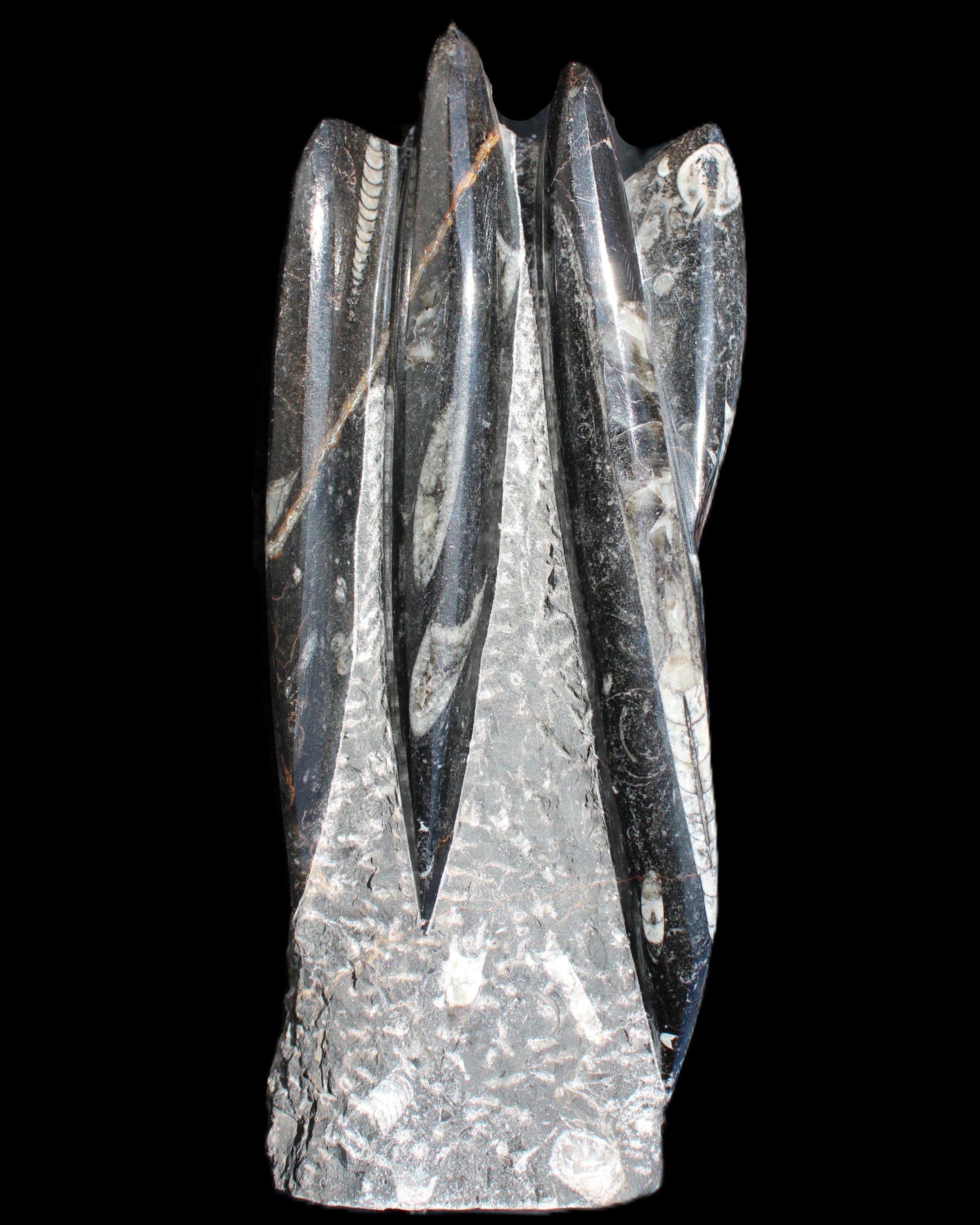 Orthoceras sculpture tower from Morocco 213*80mm 1397g in sunlight - Rocks and Things Store