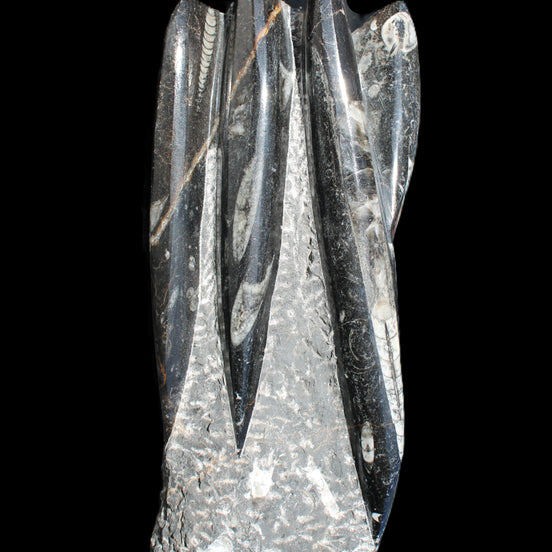 Orthoceras sculpture tower from Morocco 213*80mm 1397g in sunlight - Rocks and Things Store