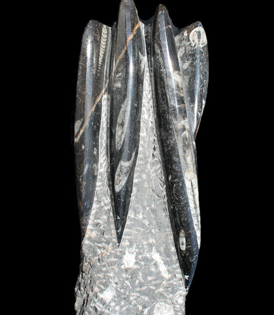 Orthoceras sculpture tower from Morocco 213*80mm 1397g in sunlight - Rocks and Things Store