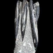 Orthoceras sculpture tower from Morocco 213*80mm 1397g in sunlight - Rocks and Things Store