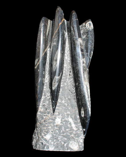 Orthoceras sculpture tower from Morocco 213*80mm 1397g in sunlight - Rocks and Things Store