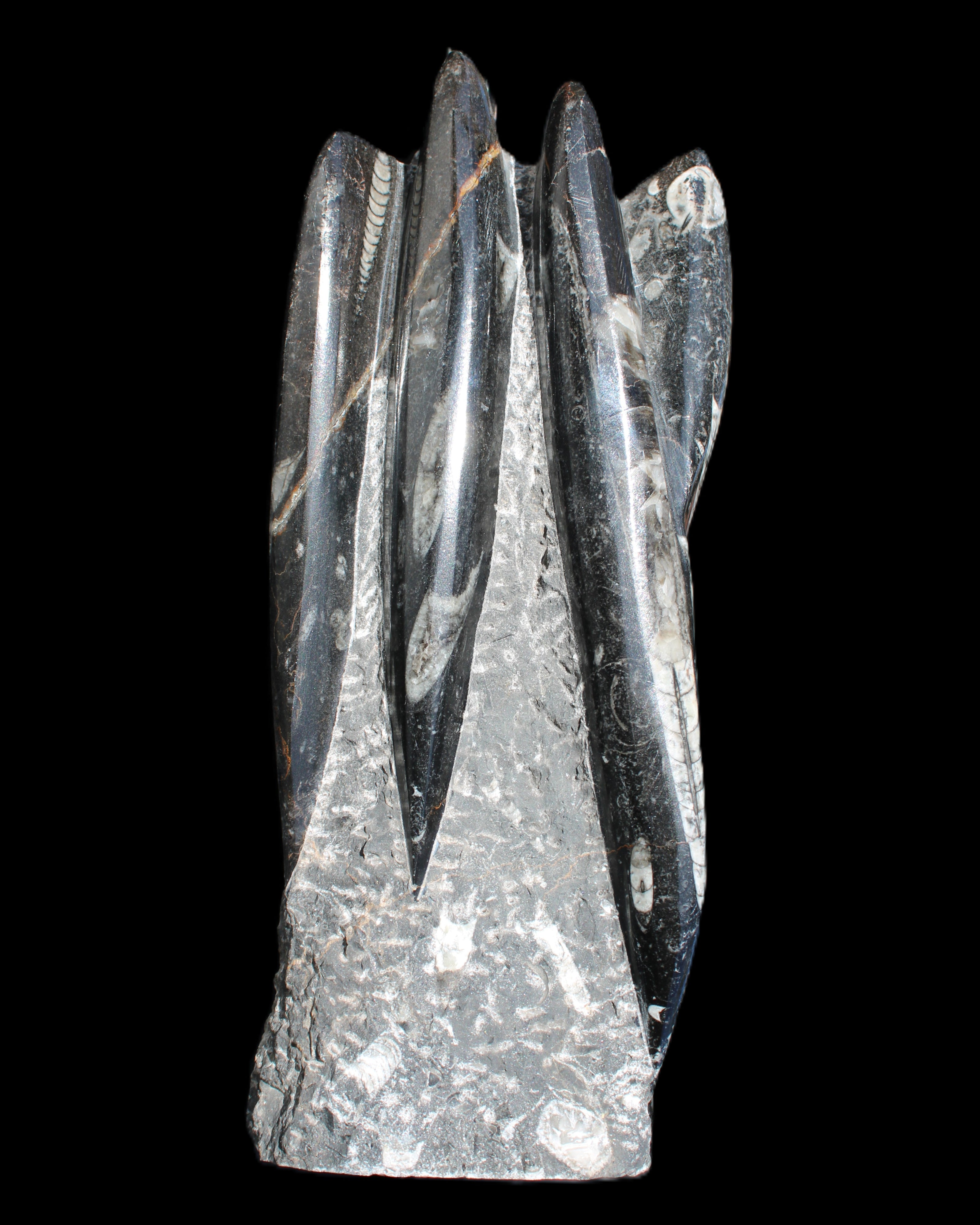 Orthoceras sculpture tower from Morocco 213*80mm 1397g in sunlight - Rocks and Things Store