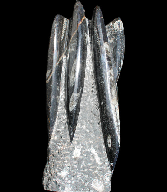 Orthoceras sculpture tower from Morocco 213*80mm 1397g in sunlight - Rocks and Things Store