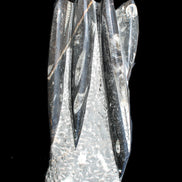 Orthoceras sculpture tower from Morocco 213*80mm 1397g in sunlight - Rocks and Things Store