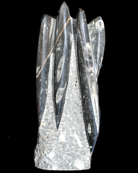 Orthoceras sculpture tower from Morocco 213*80mm 1397g in sunlight - Rocks and Things Store