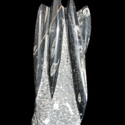 Orthoceras sculpture tower from Morocco 213*80mm 1397g in sunlight - Rocks and Things Store