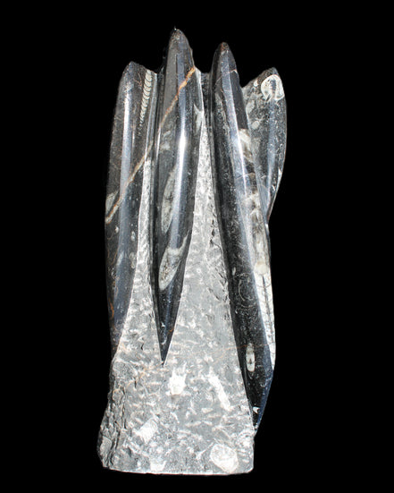 Orthoceras sculpture tower from Morocco 213*80mm 1397g in sunlight - Rocks and Things Store