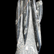 Orthoceras sculpture tower from Morocco 213*80mm 1397g in sunlight - Rocks and Things Store