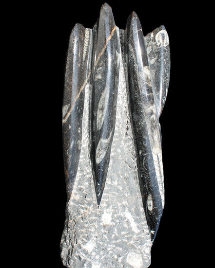 Orthoceras sculpture tower from Morocco 213*80mm 1397g in sunlight - Rocks and Things Store