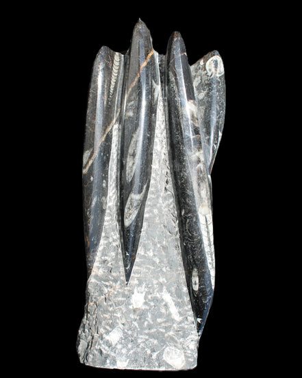 Orthoceras sculpture tower from Morocco 213*80mm 1397g in sunlight - Rocks and Things Store
