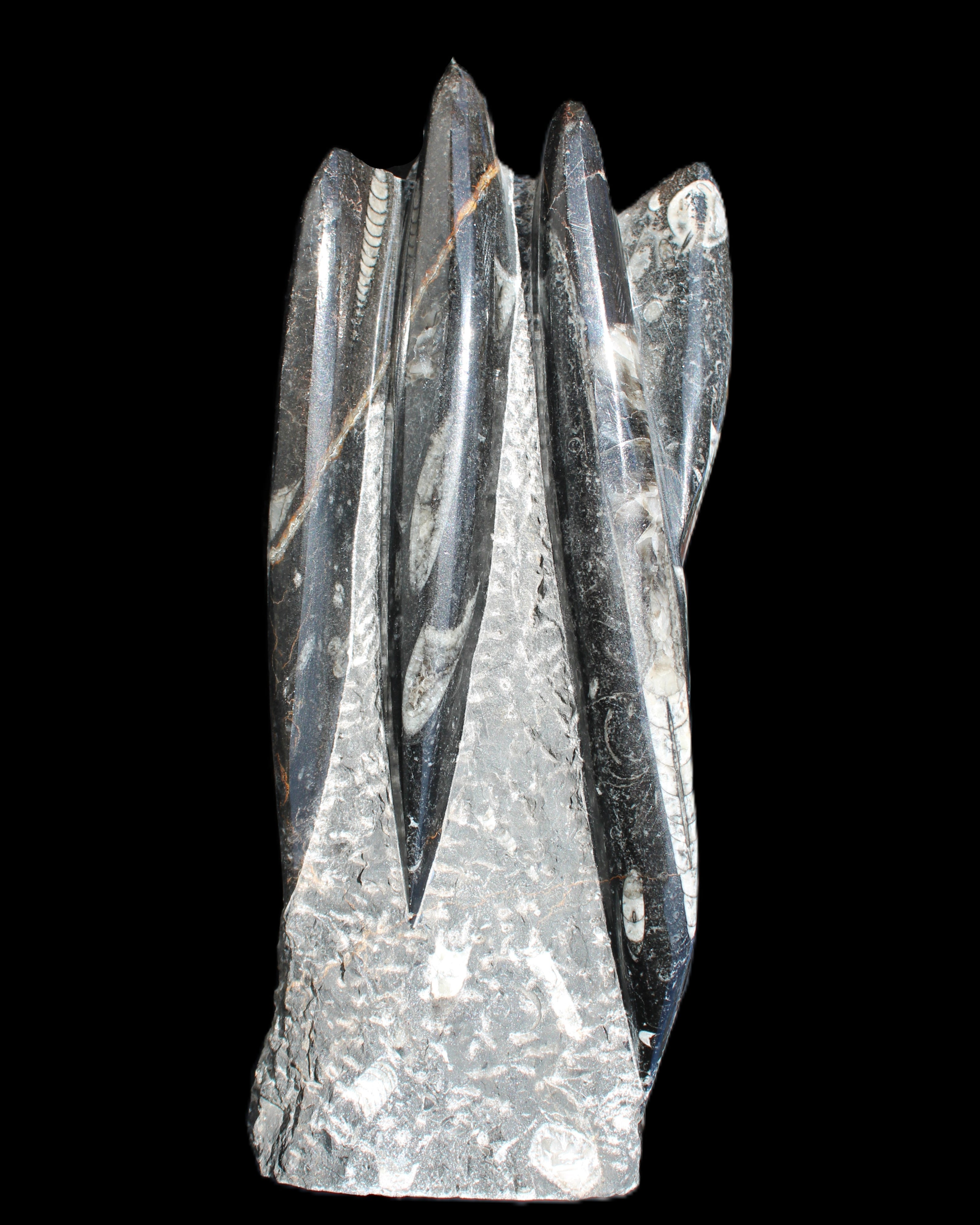Orthoceras sculpture tower from Morocco 213*80mm 1397g in sunlight - Rocks and Things Store