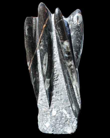 Orthoceras sculpture tower from Morocco 213*80mm 1397g in sunlight - Rocks and Things Store
