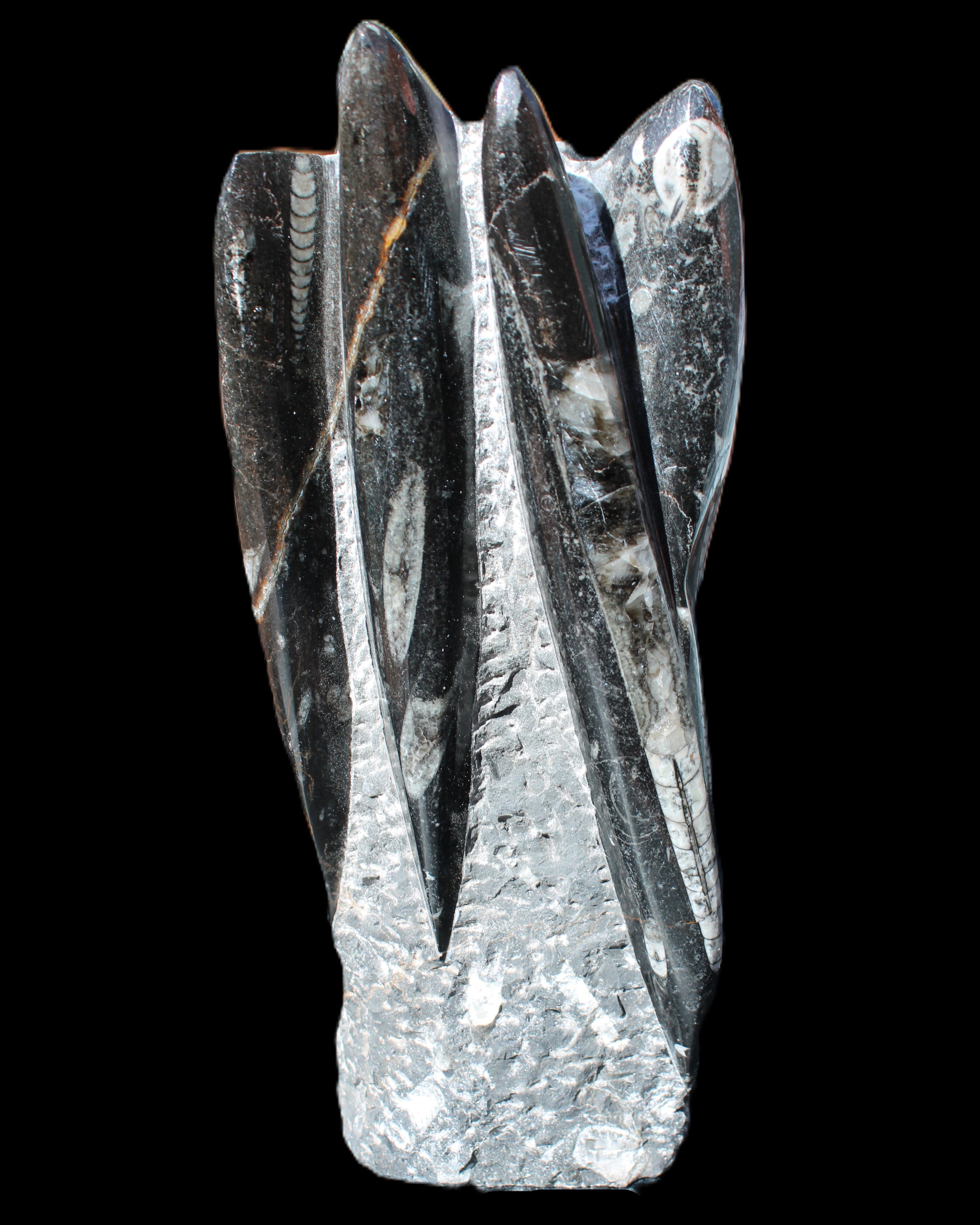 Orthoceras sculpture tower from Morocco 213*80mm 1397g in sunlight - Rocks and Things Store
