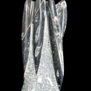 Orthoceras sculpture tower from Morocco 213*80mm 1397g in sunlight - Rocks and Things Store