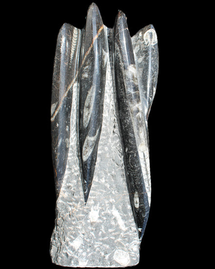 Orthoceras sculpture tower from Morocco 213*80mm 1397g in sunlight - Rocks and Things Store