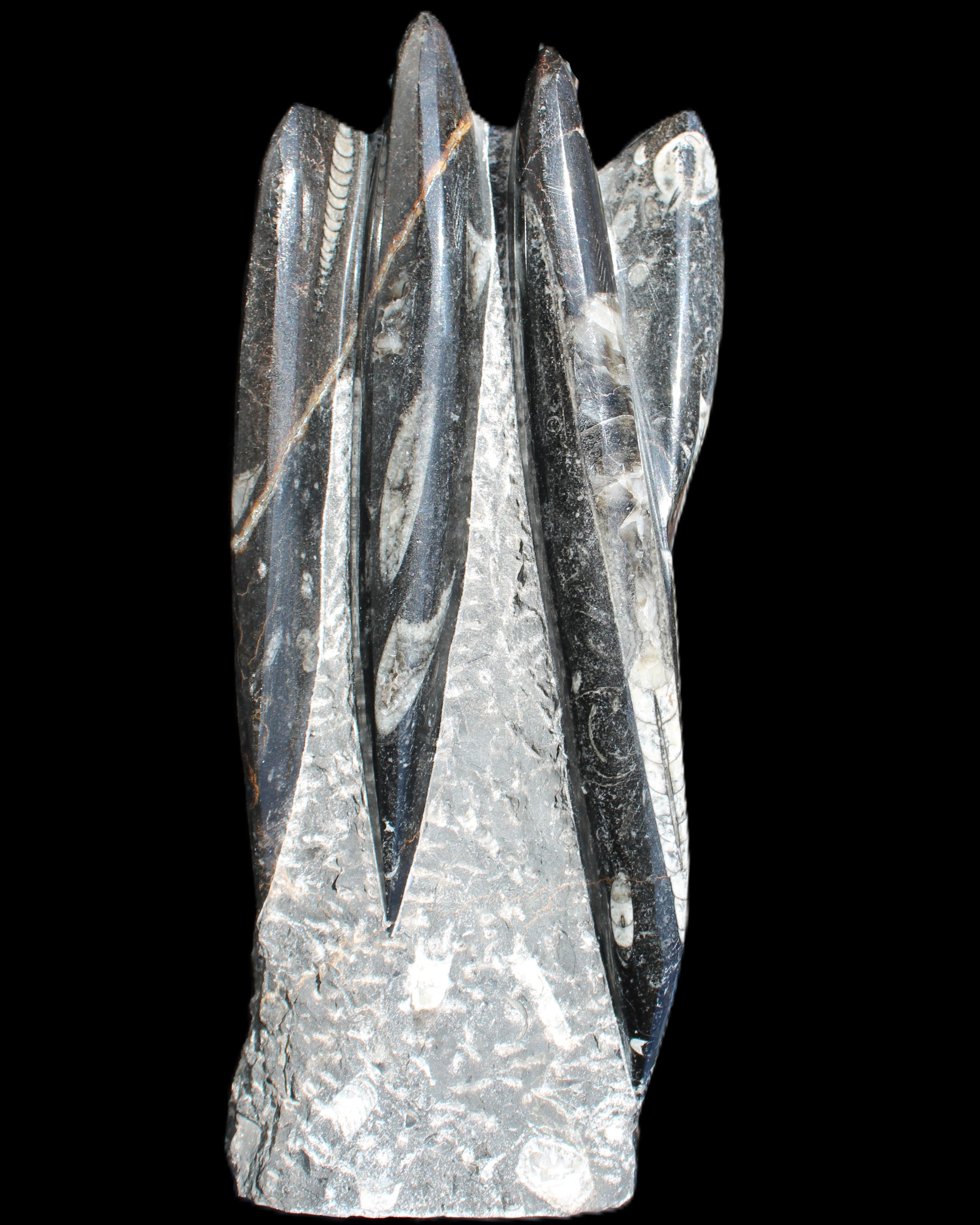 Orthoceras sculpture tower from Morocco 213*80mm 1397g in sunlight - Rocks and Things Store