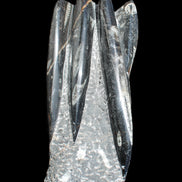 Orthoceras sculpture tower from Morocco 213*80mm 1397g in sunlight - Rocks and Things Store