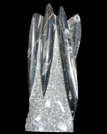 Orthoceras sculpture tower from Morocco 213*80mm 1397g in sunlight - Rocks and Things Store