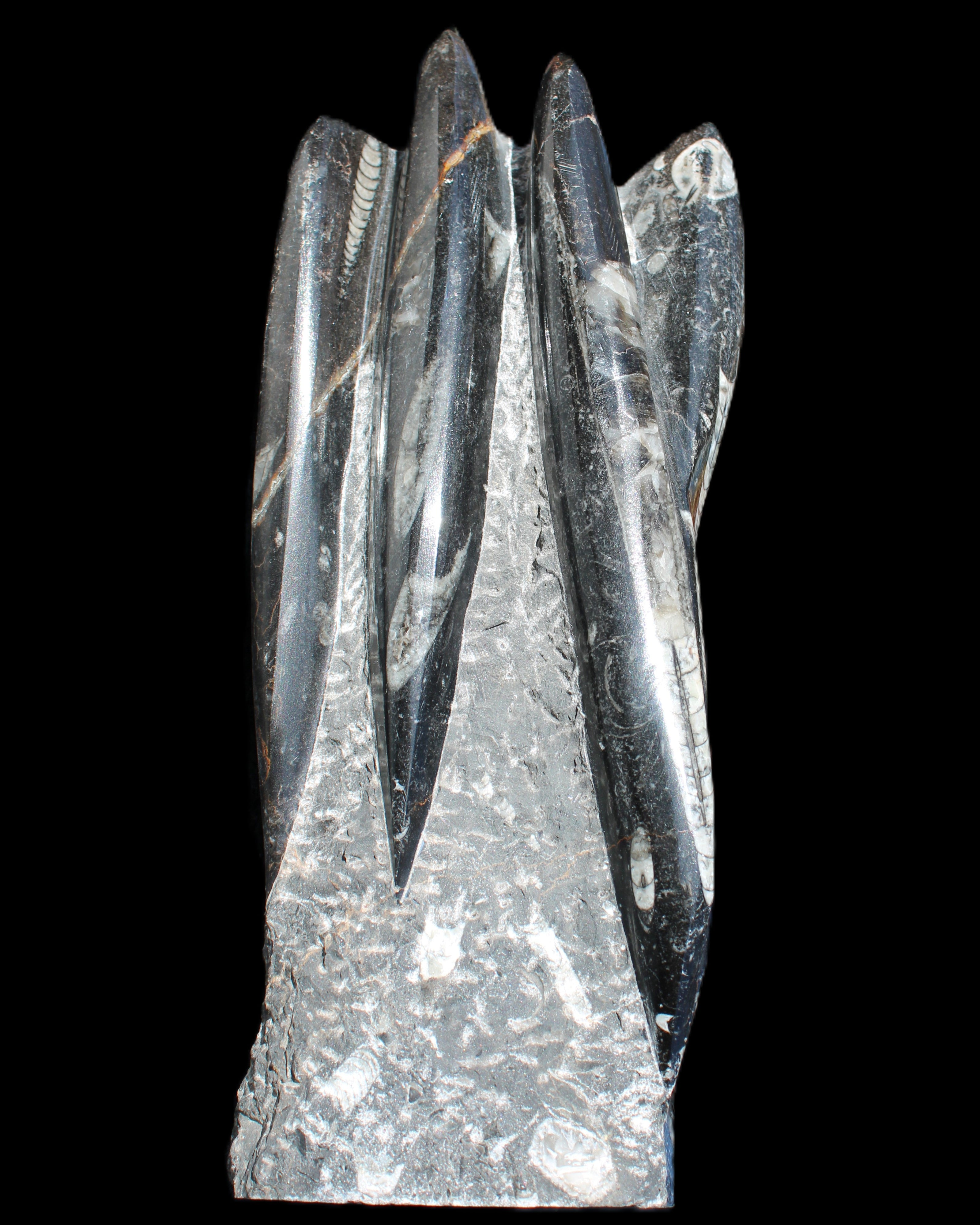 Orthoceras sculpture tower from Morocco 213*80mm 1397g in sunlight - Rocks and Things Store