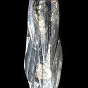 Orthoceras sculpture tower from Morocco 213*80mm 1397g in sunlight - Rocks and Things Store