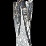 Orthoceras sculpture tower from Morocco 213*80mm 1397g in sunlight - Rocks and Things Store