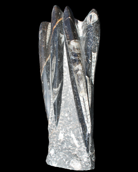 Orthoceras sculpture tower from Morocco 213*80mm 1397g in sunlight - Rocks and Things Store