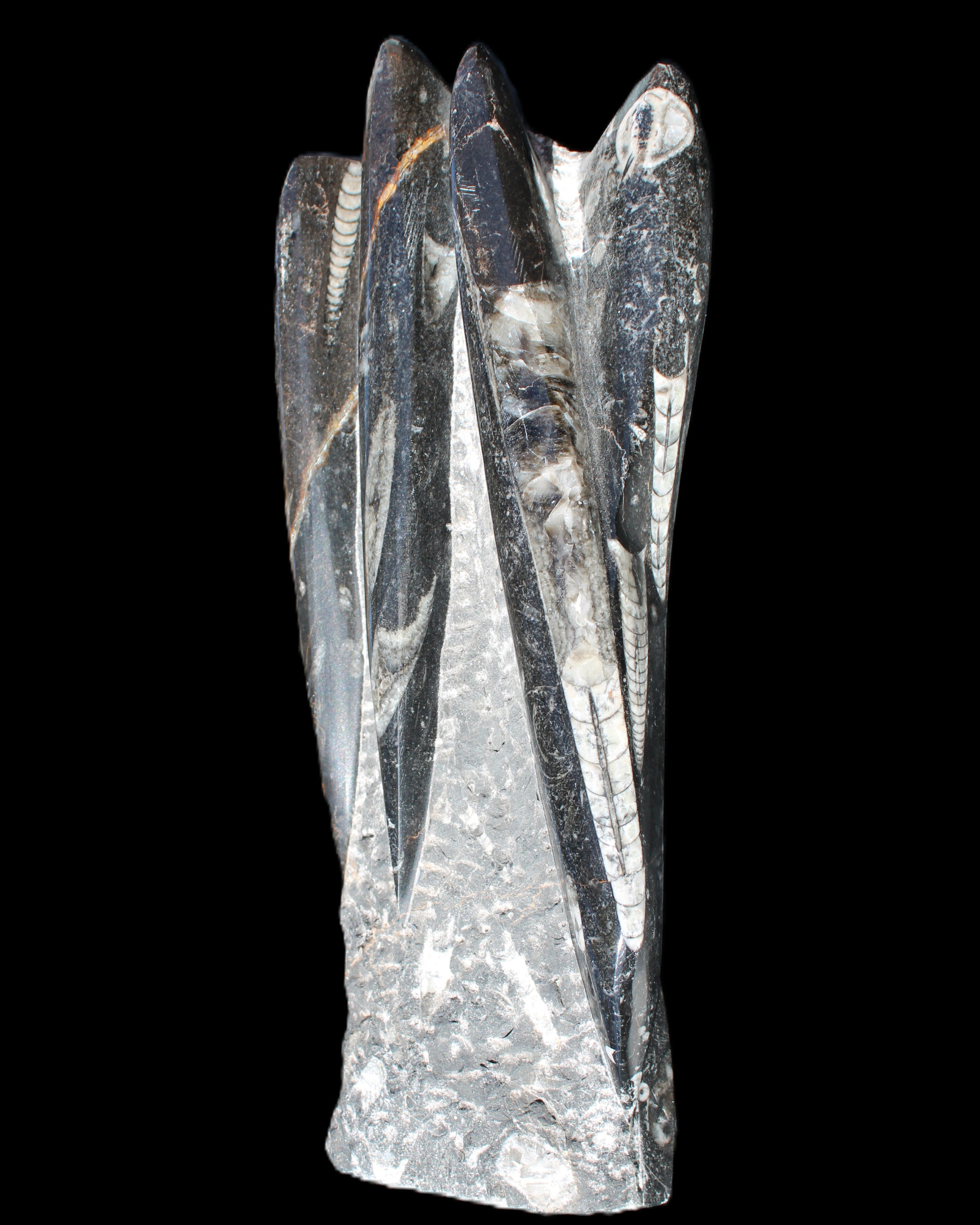 Orthoceras sculpture tower from Morocco 213*80mm 1397g in sunlight - Rocks and Things Store
